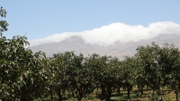 Agriculture (86)