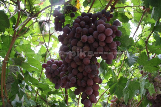 Grapes