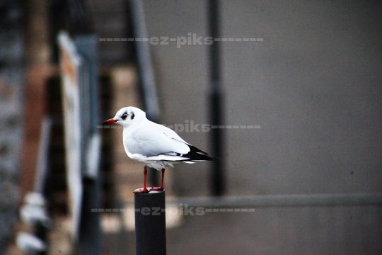 Seagull